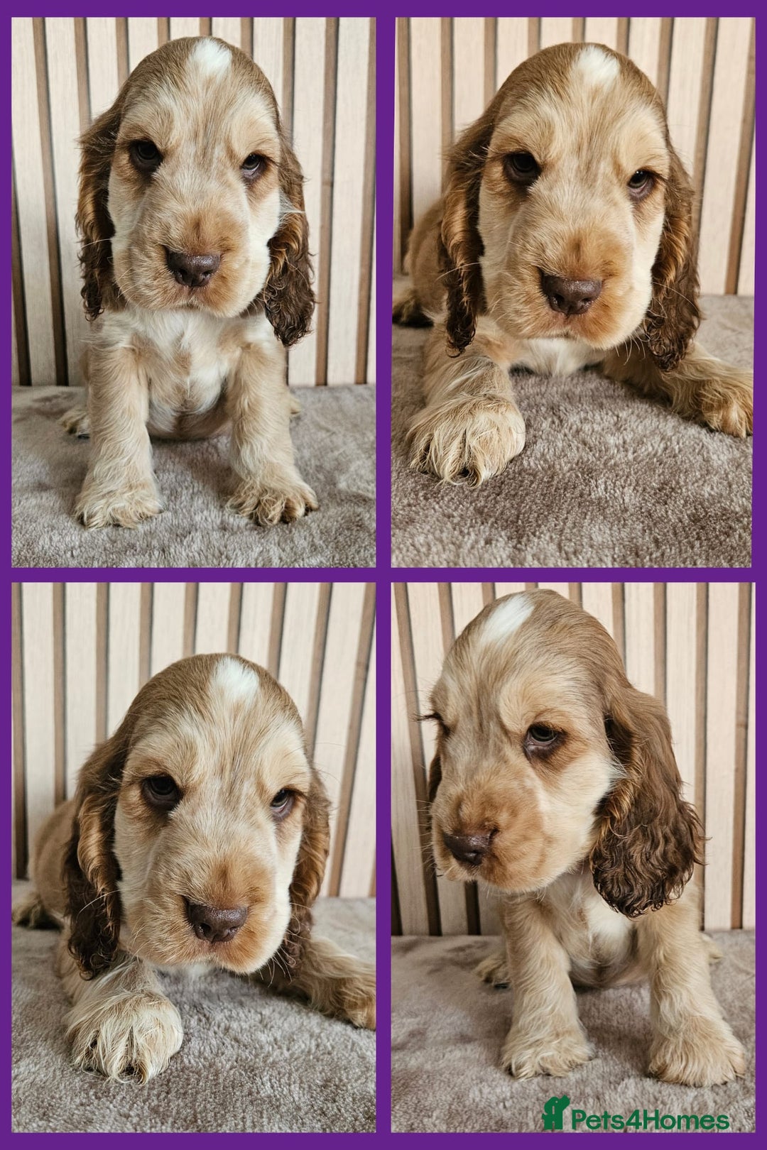 Cocker Spaniel dogs for sale: BEAUTIFUL SHOW COCKER SPANIEL PUPPIES - Advert 4