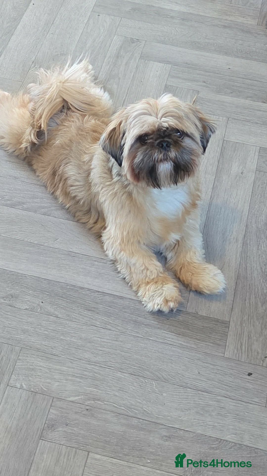 Shih Tzu dogs Family pet  - Advert 1