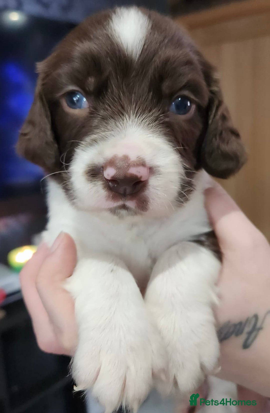 English Springer Spaniel dogs for sale: 9 gorgeous puppies looking for their forever homes - Advert 12