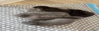 British Shorthair 1