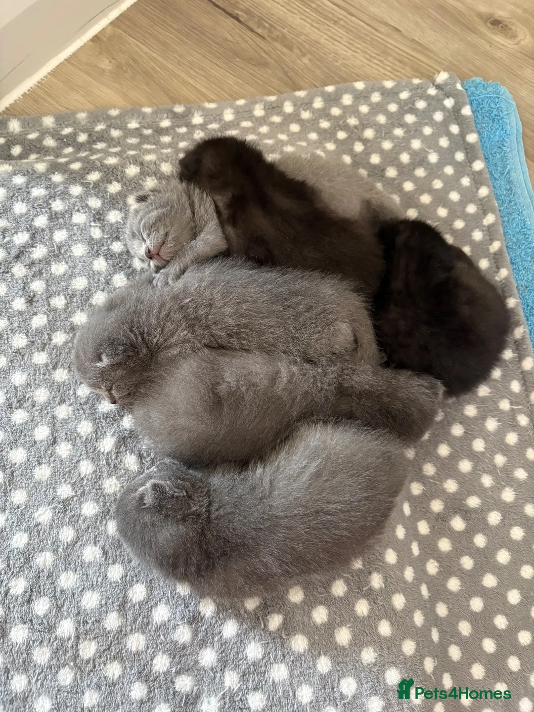 British Shorthair cats for sale: British short hair kittens  - Advert 1