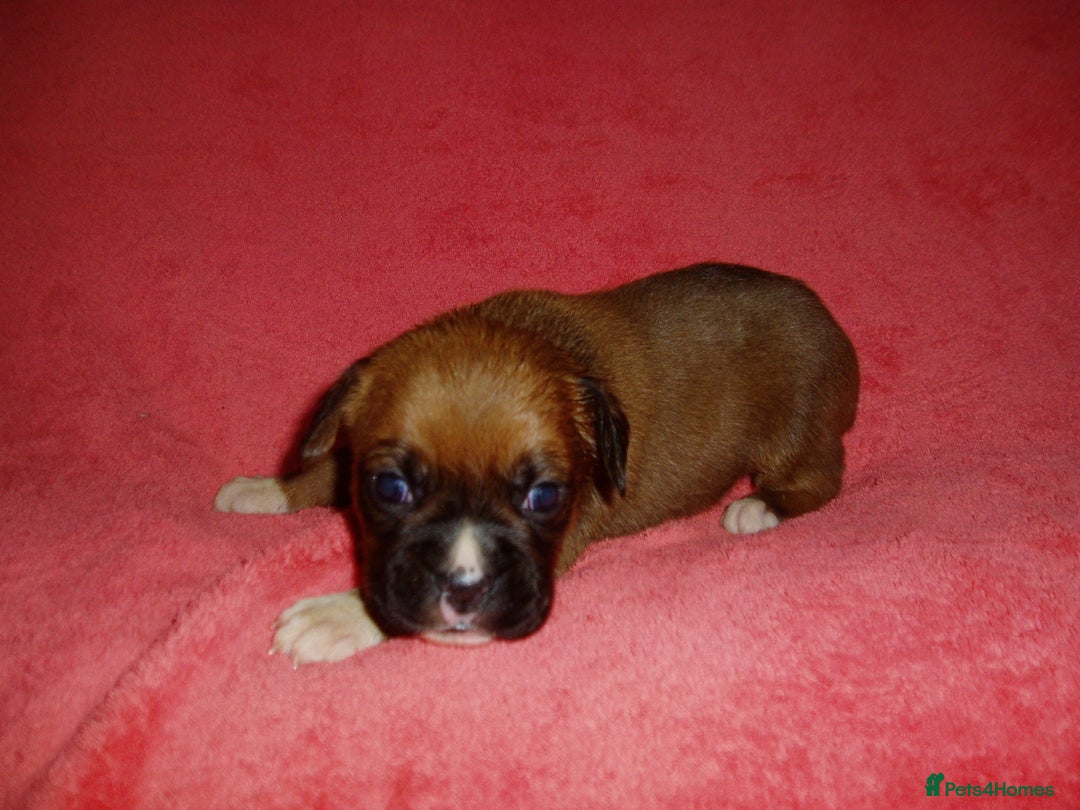 Boxer dogs for sale: Health Tested COI 1.5% KC Registered - Image 40