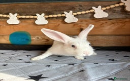 Mixed Breed rabbits for sale: 2 baby bunnies ready for new homes - Image 9