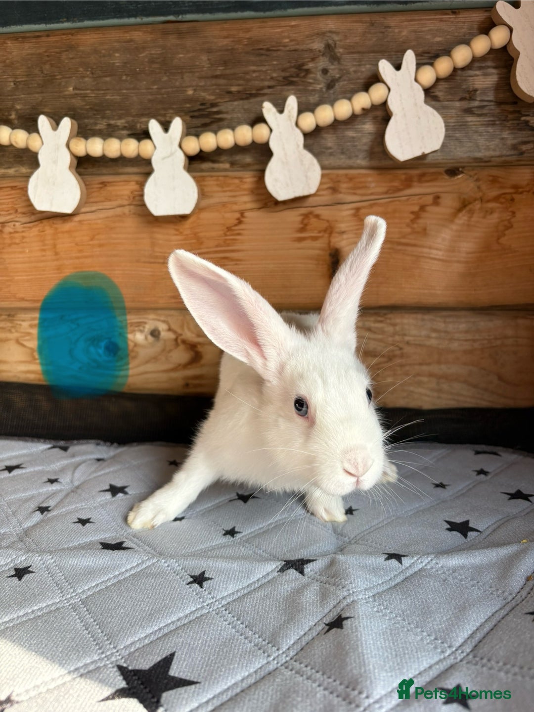 Mixed Breed rabbits for sale: 2 baby bunnies ready for new homes - Image 9