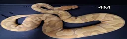 Python Snake reptiles for sale: Royal Pythons Males - Advert 11