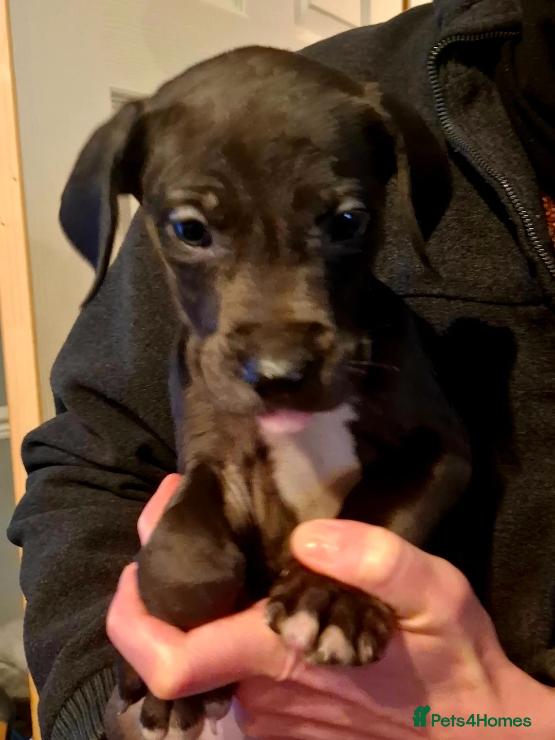 Great Dane dogs for sale: Great Dane puppies K.C Registered  - Advert 10