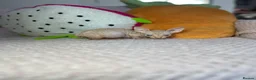 Sphynx cats for sale: Canadian bambino Sphynx kittens  - Advert 23