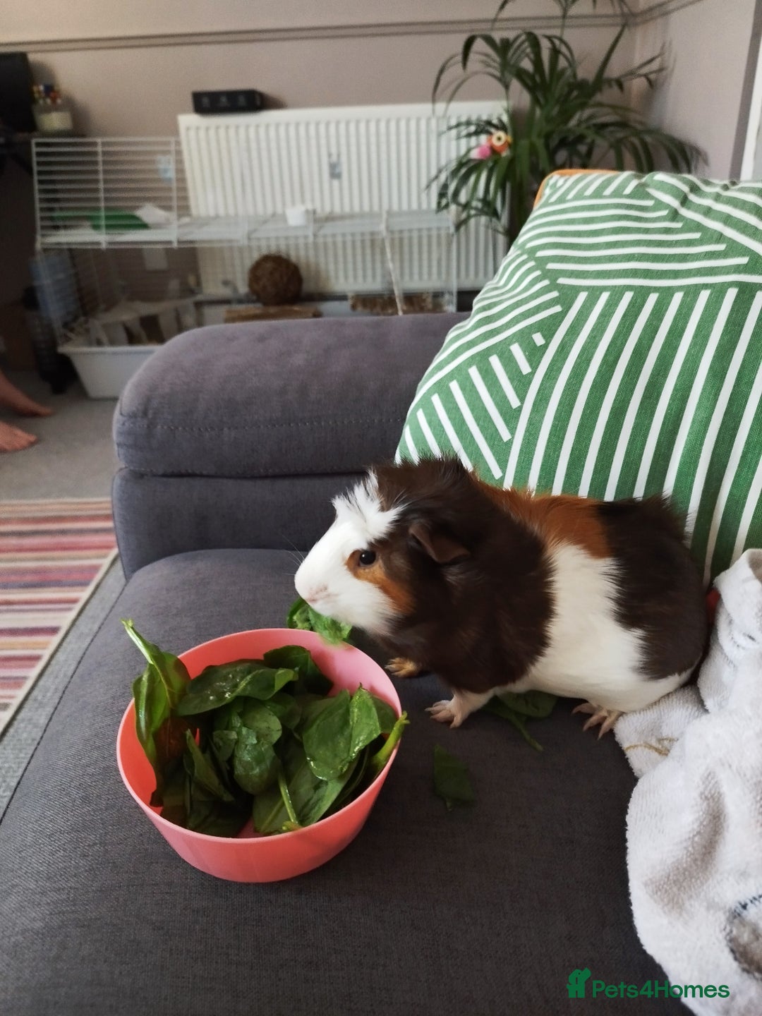 Guinea Pig rodents for sale: Rehoming: Two male guinea pigs  - Image 4