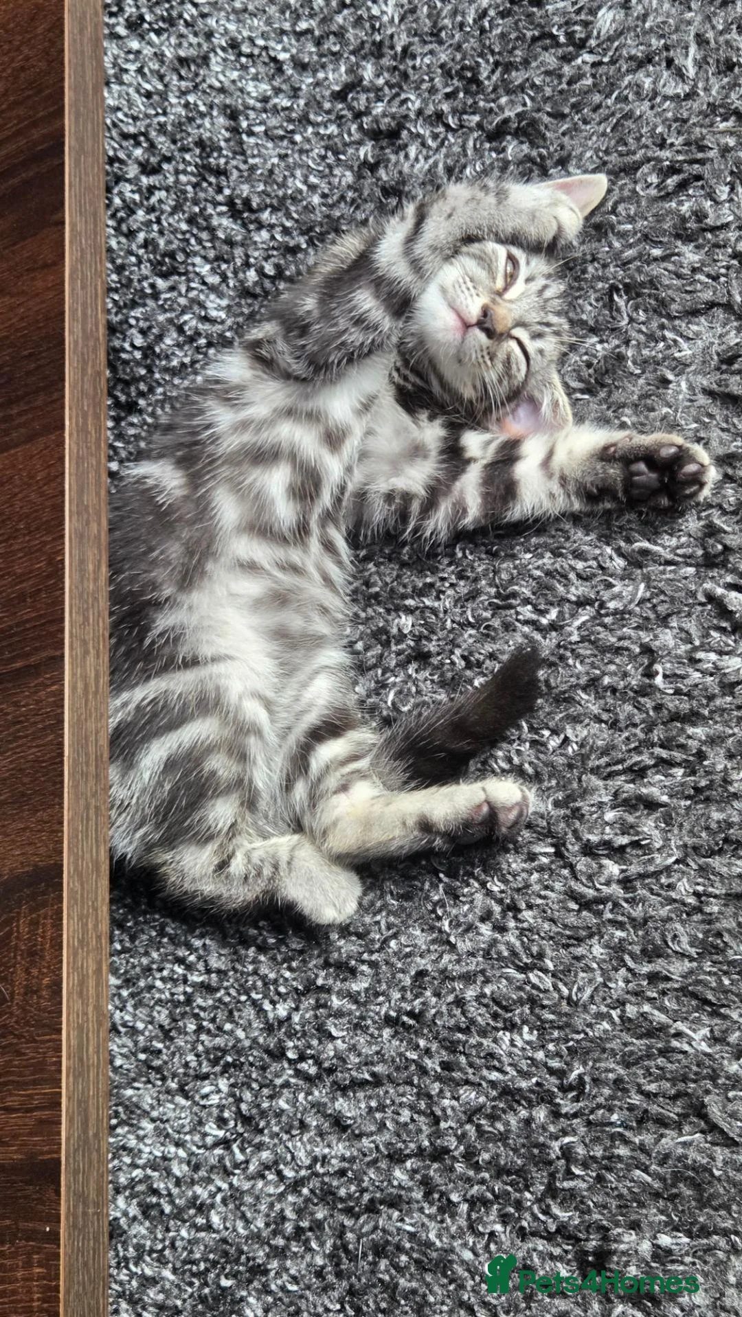 Norwegian Forest Cat cats for sale: For sale  - Advert 13