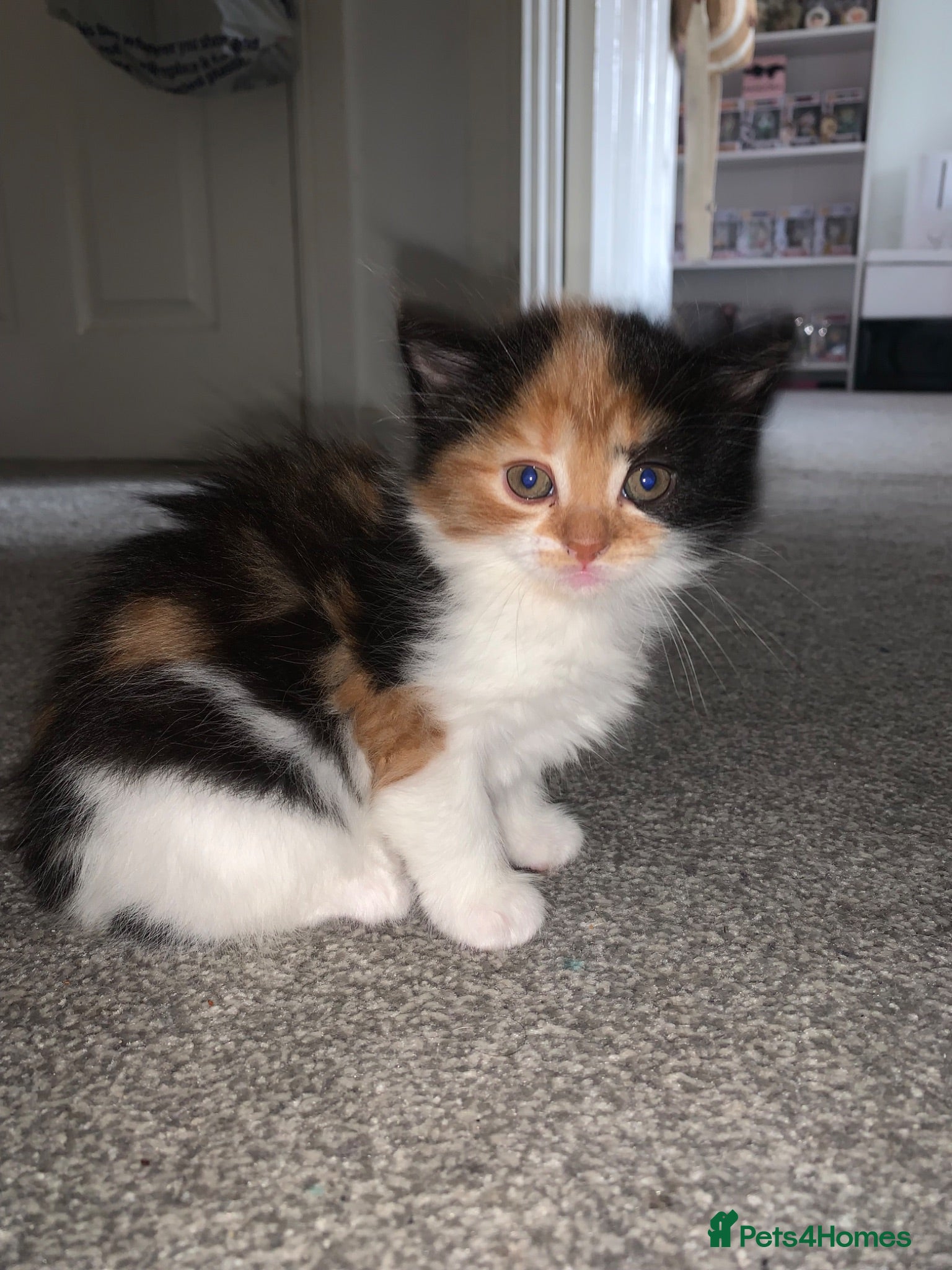 Mixed Breed cats Two beautiful kittens - Advert 2