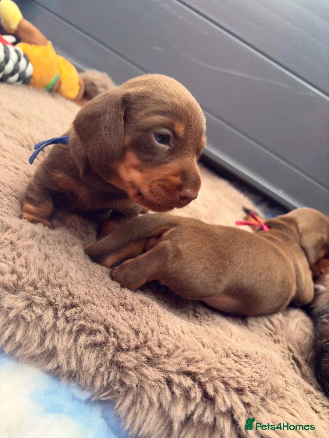 Miniature Dachshund dogs for sale: Miniature smooth chocolate dachshund - Advert 10