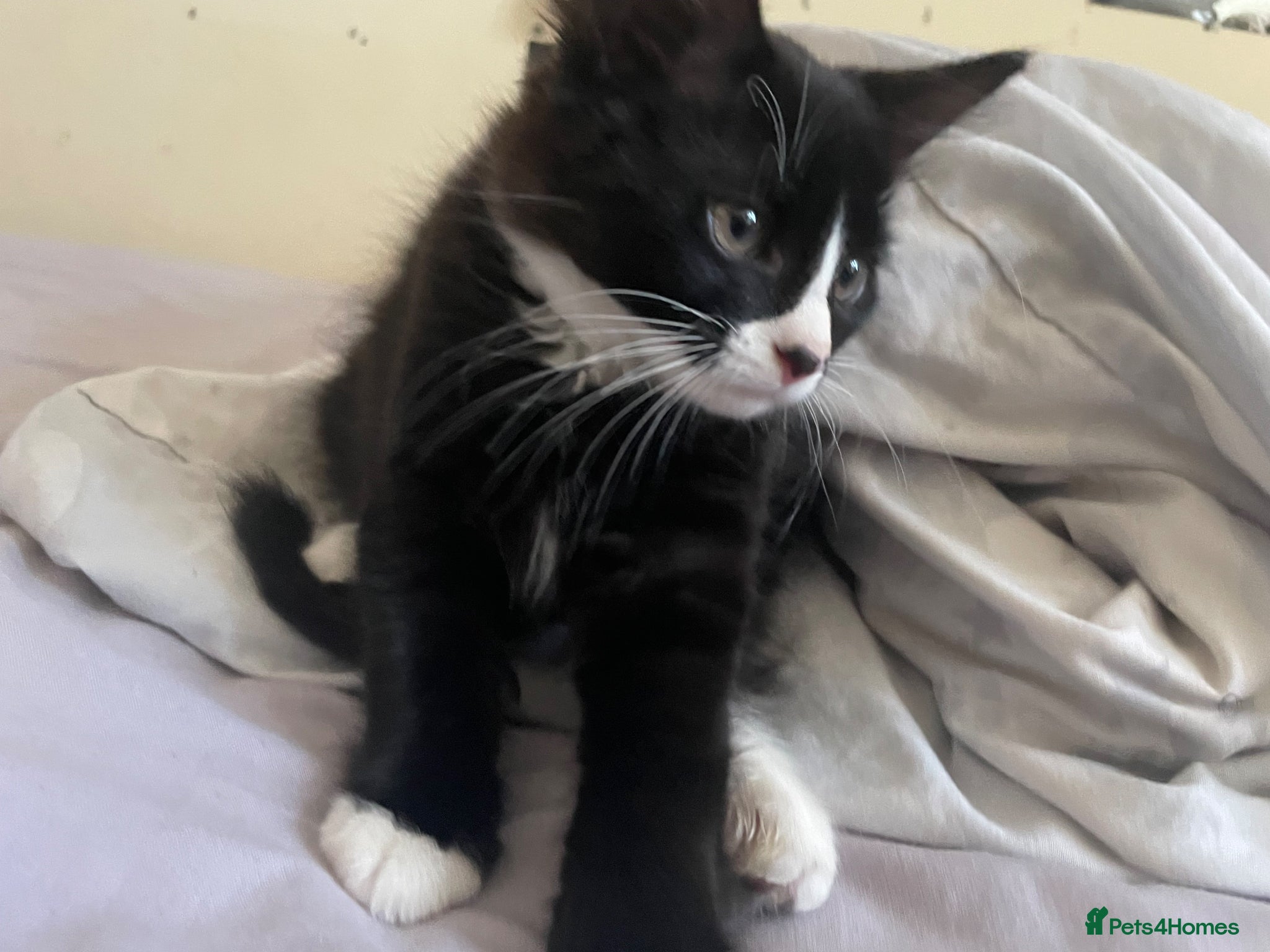 Mixed Breed cats boy and girl kitten - one black, one white + black - Advert 1