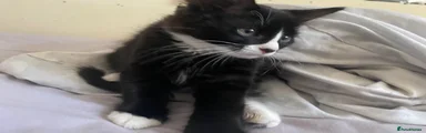 Mixed Breed Kitten 1