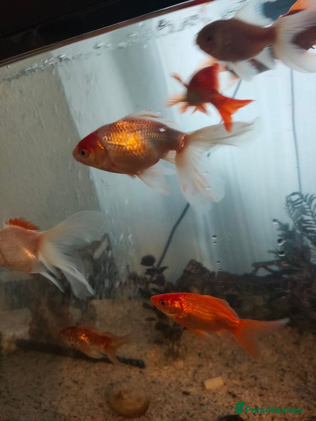 Goldfish fish for sale: Various kinds of Goldfish - Advert 2