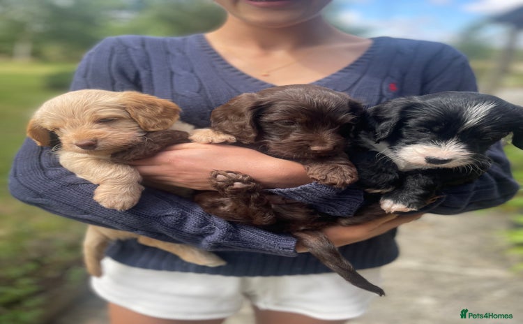 Mixed Breed dogs - Advert 2