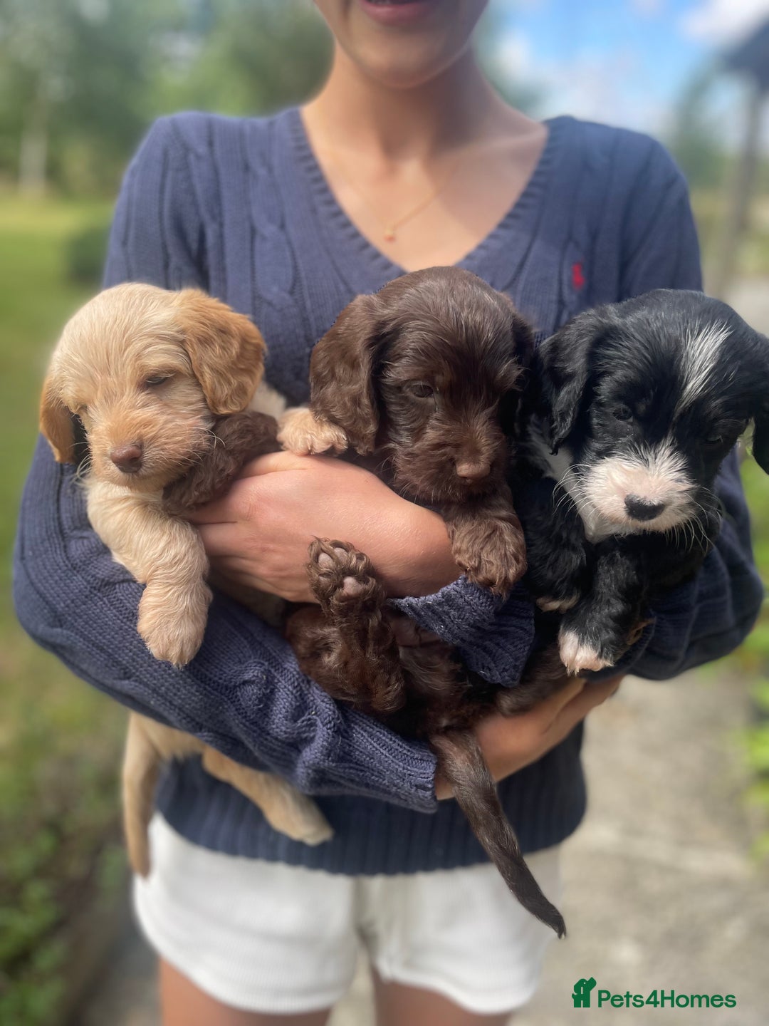 Mixed Breed dogs for sale: Labradoodle x Cocker Spaniel Pups - Image 1
