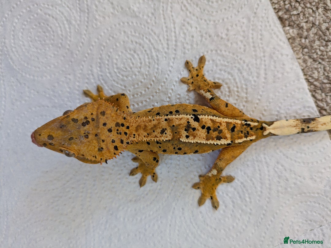 Gecko reptiles for sale: Beautiful Female Crested Geckos    - Image 3