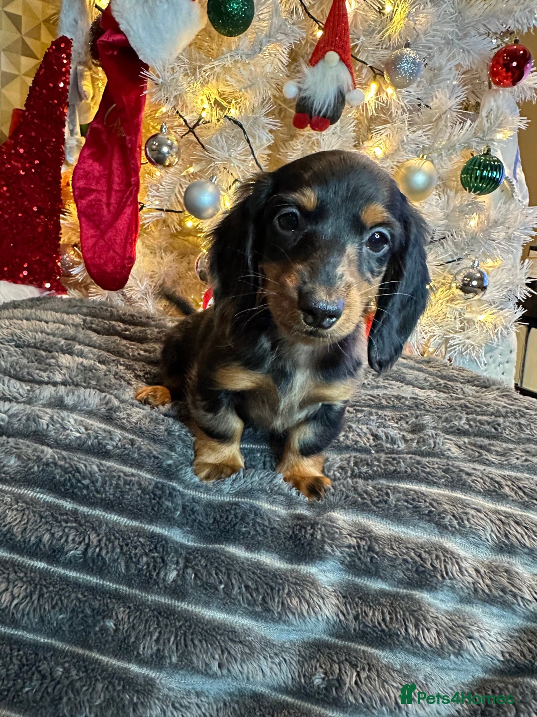 Miniature Dachshund dogs for sale: Long Haired Miniature Dachshund puppies - Advert 14