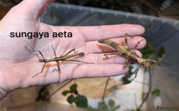 Stick Insects invertebrates for sale: Stick/leaf eggs and nymphs available! - Image 6