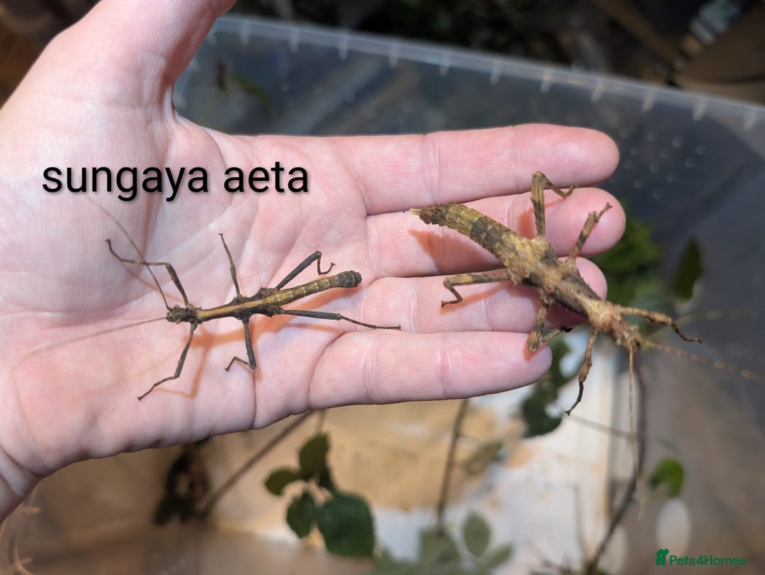 Stick Insects invertebrates for sale: Stick/leaf eggs and nymphs available! - Image 6