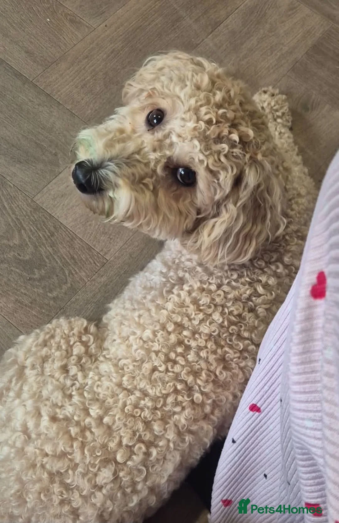 Cavapoo dogs for sale: 9 month old cavapoo girl  - Advert 3
