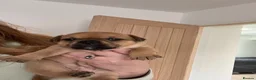 Staffordshire Bull Terrier dogs for sale: 3 female - Red Staffordshire puppies for sale - Advert 10
