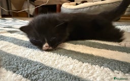 British Longhair cats for sale: 3 Kittens for sale - Image 1