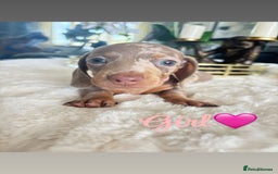 Miniature Dachshund dogs for sale: Kc registered  miniature dachshund puppies - Image 5