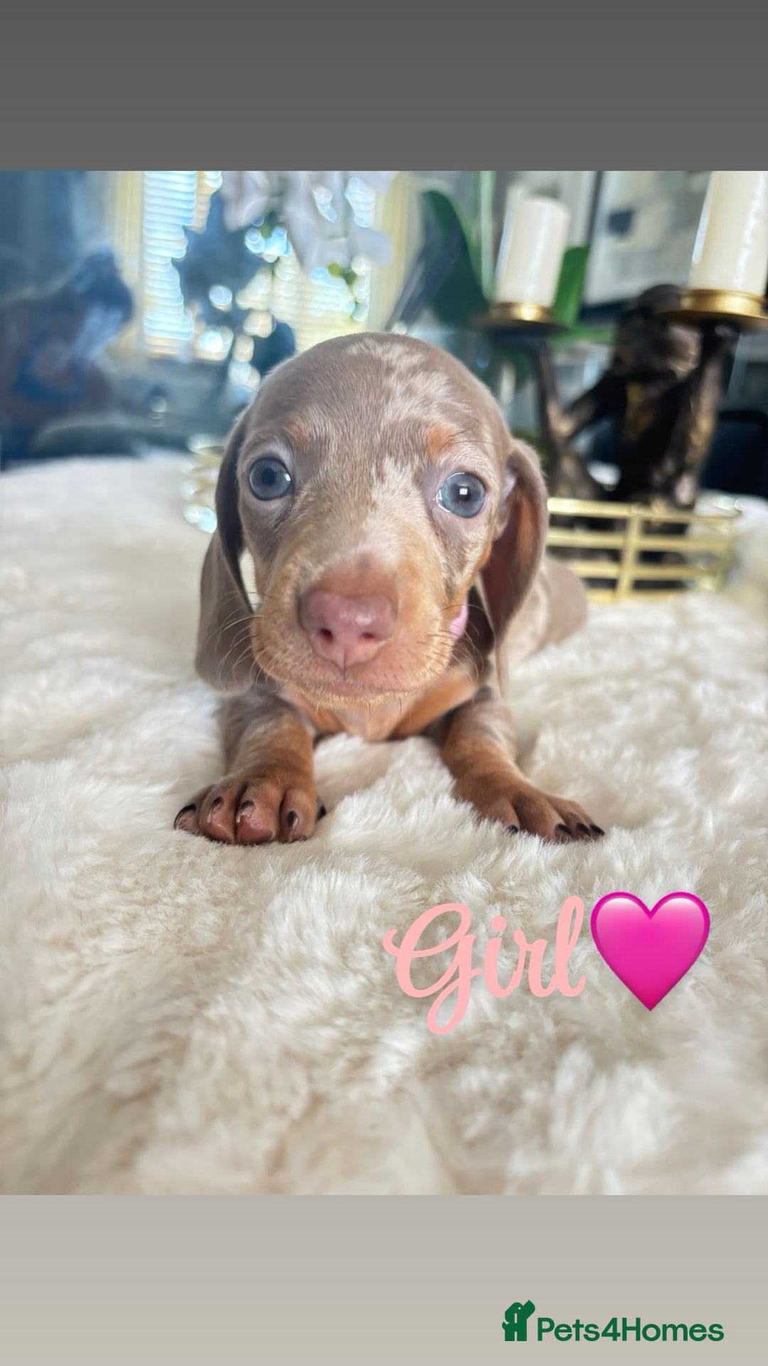 Miniature Dachshund dogs for sale: Kc registered  miniature dachshund puppies - Image 5