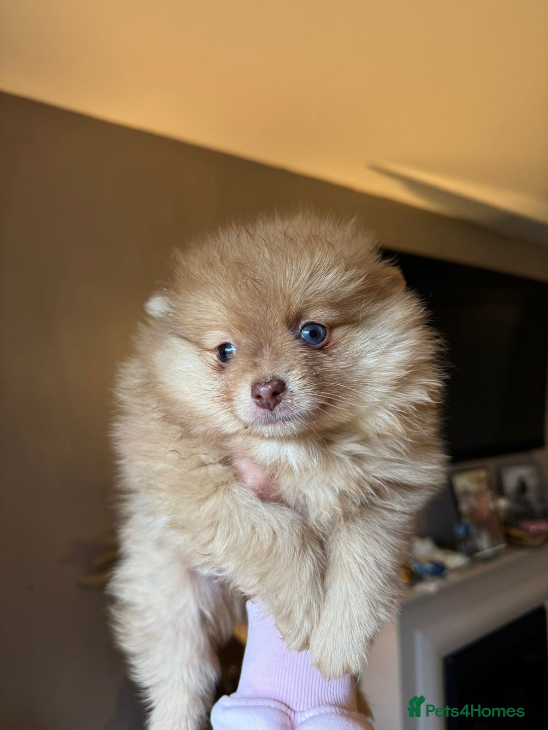 Pomeranian dogs for sale: Pomeranian Merle girl - Advert 5