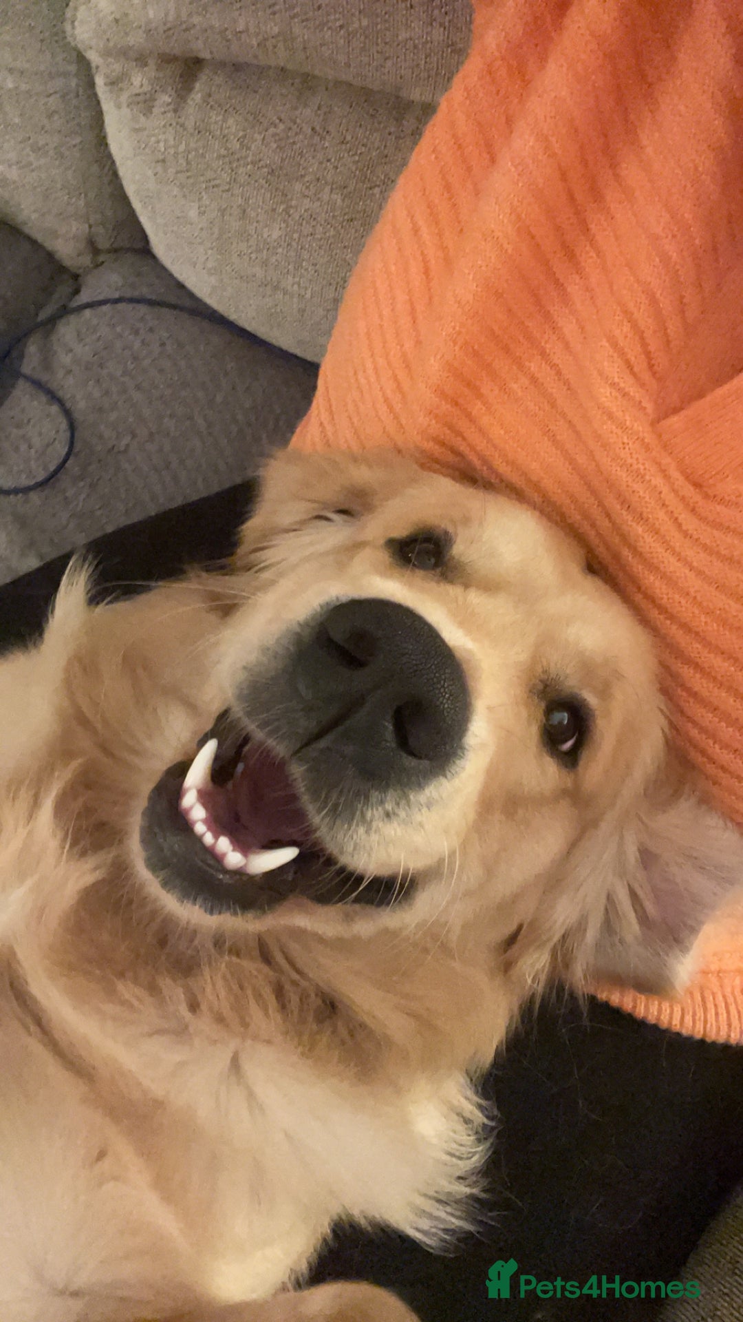 Golden Retriever dogs for stud: Proven Gorgeous Stud Dog - Image 12