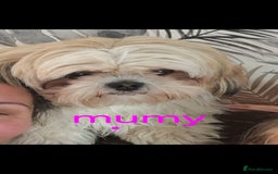 Shih Tzu dogs for sale: Cute Shih-Tzu puppies😍😍😍 - Image 9