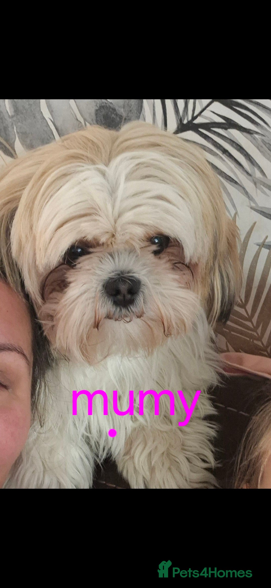 Shih Tzu dogs for sale: Cute Shih-Tzu puppies😍😍😍 - Image 9