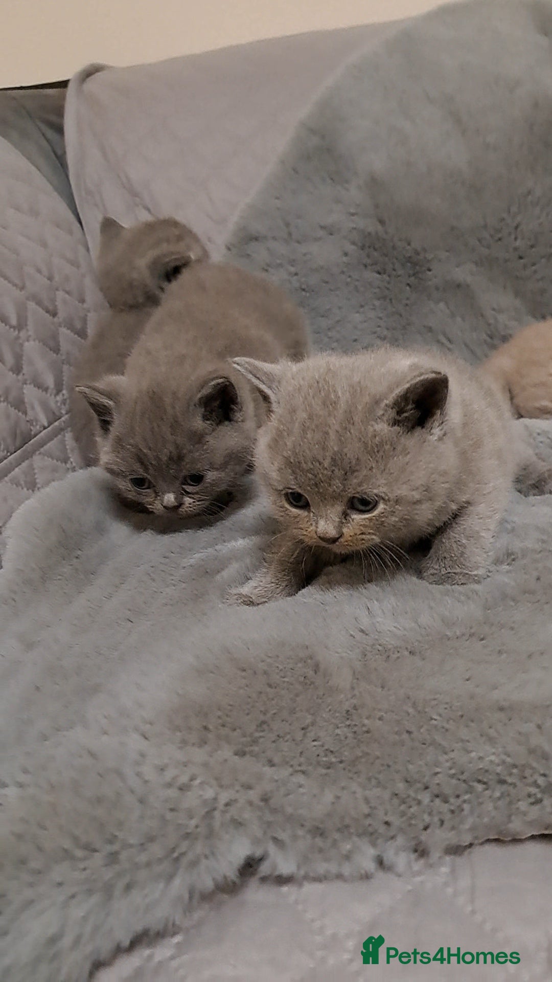 British Shorthair cats for sale: BRITISH SHORTHAIR BLUE and LILAC are AVAILABLE  - Advert 8