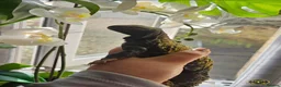 Lizard reptiles for sale: Pair of mali uromastyx - Advert 5