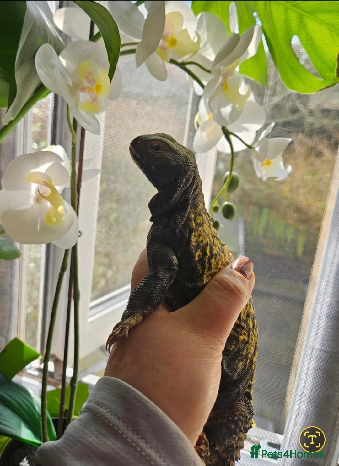 Lizard reptiles for sale: Pair of mali uromastyx - Advert 5