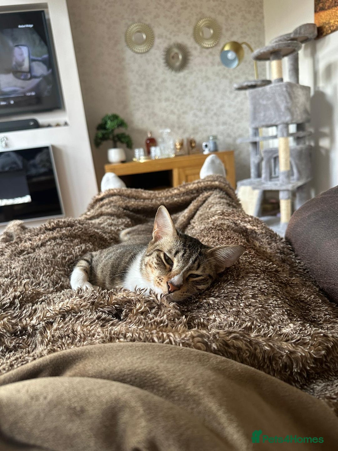 Mixed Breed cats for adoption: NOODLE-AMAZINGLY UNUSUAL FUR PATTERN -CONFIDENT! - Advert 9