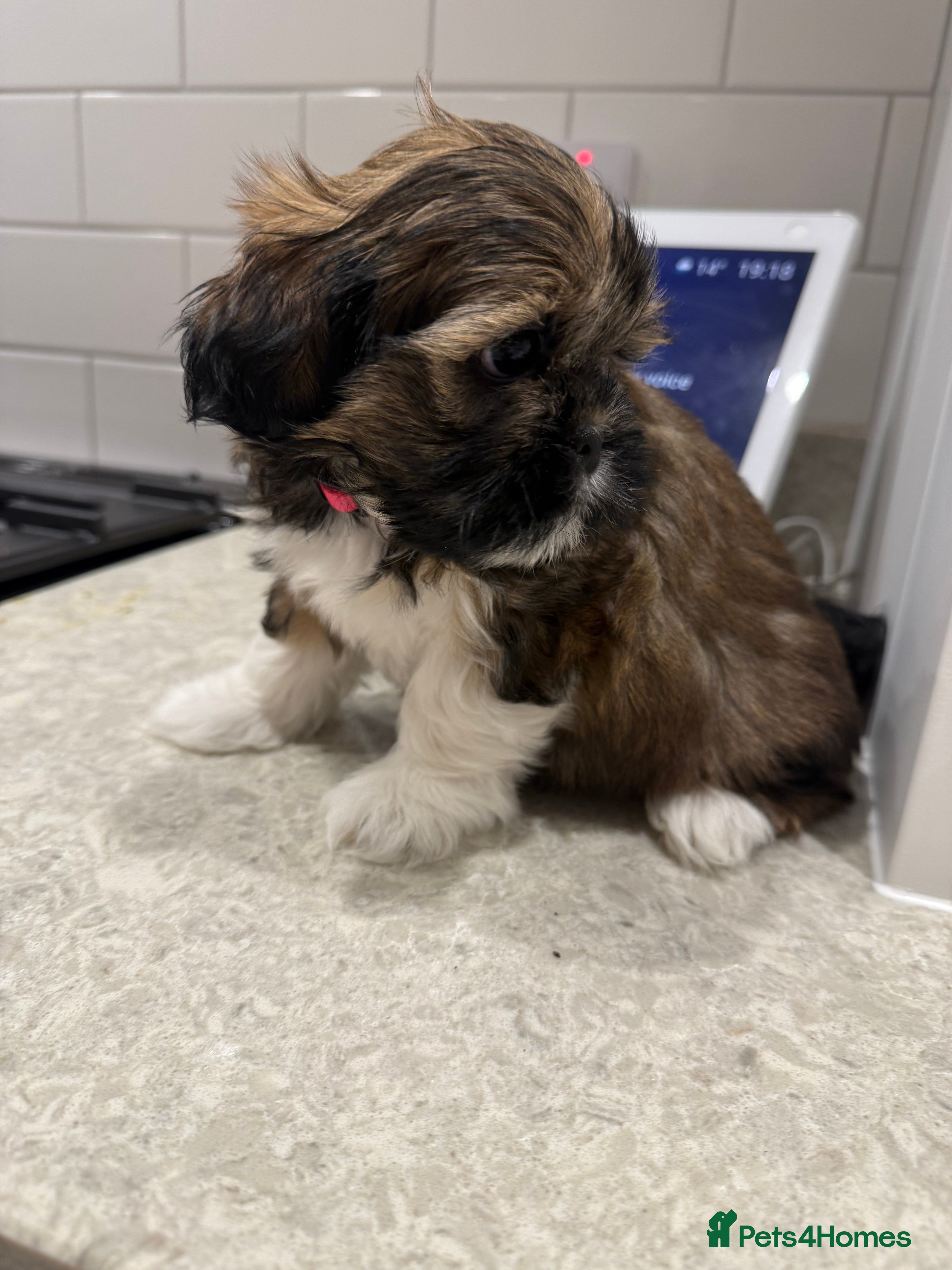 Lhasa Apso dogs Tibetan Lhasa Apso Brindle puppies  - Advert 2