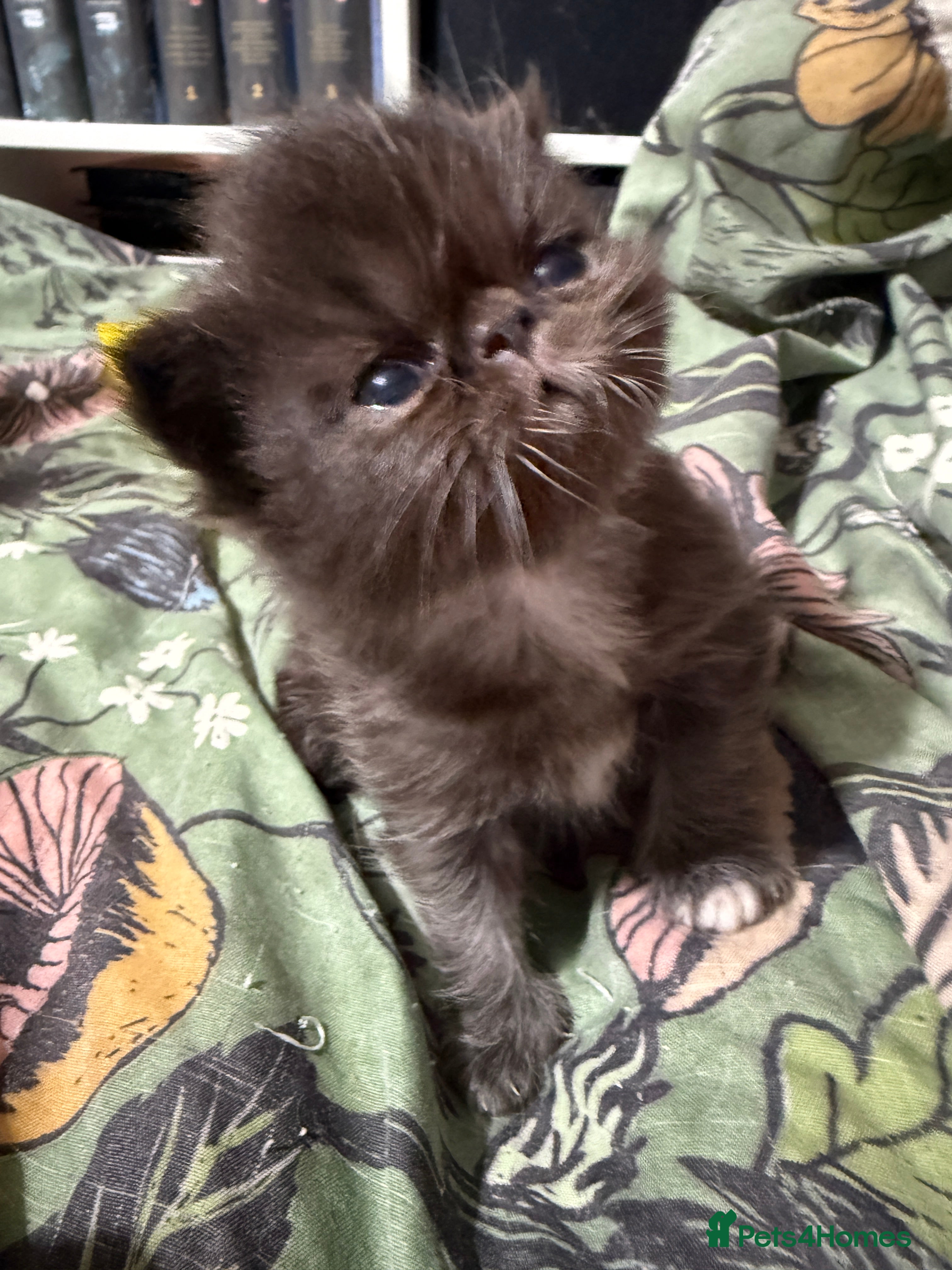 Persian cats Stunning full Persian black/white female kitten - Advert 9