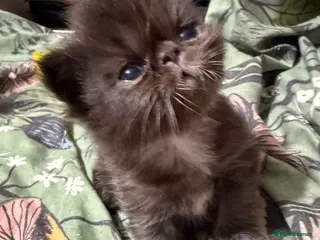 Persian cats Stunning full Persian black/white female kitten - Advert 9