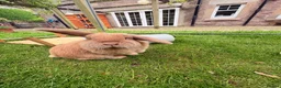 Mini Lop rabbits for sale: Ginger Mini Lop Baby in Dunblane - Advert 6