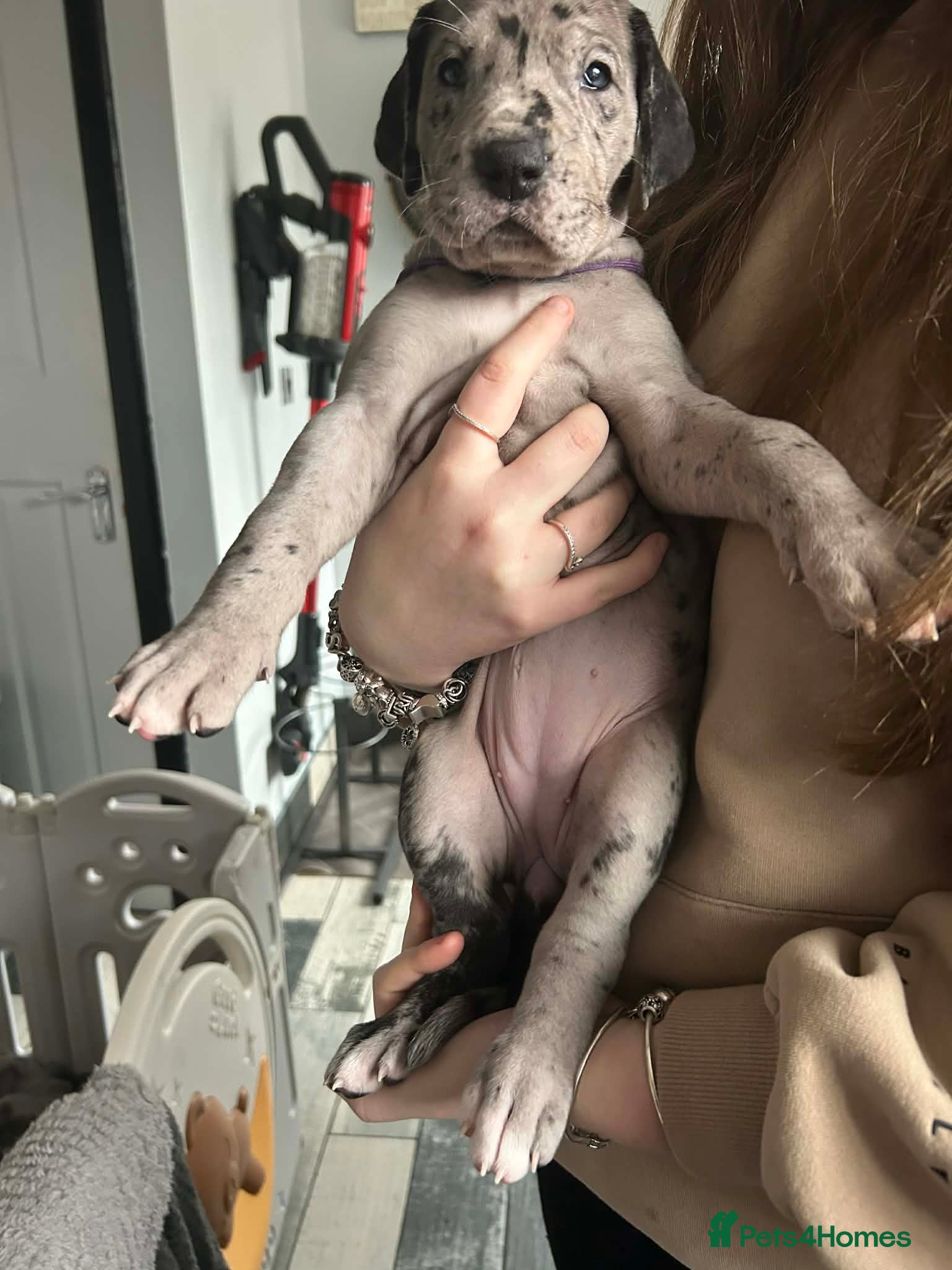 Great Dane dogs Chunky great dane puppies - Advert 1