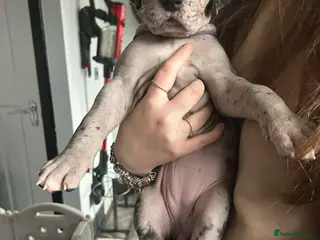 Great Dane dogs Chunky great dane puppies - Advert 1