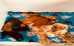 Cocker Spaniel dogs for sale: Top quality fully health tested show cocker pups - Image 3