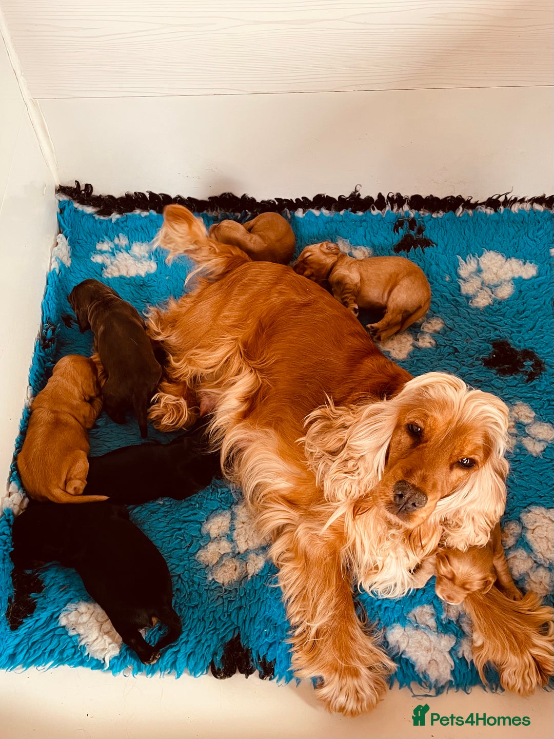 Cocker Spaniel dogs for sale: Top quality fully health tested show cocker pups - Image 3