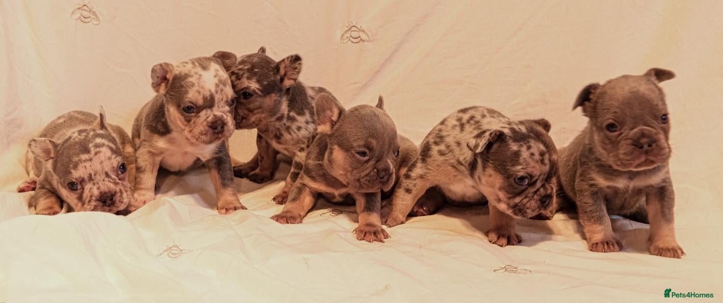 French Bulldog dogs Gorgeous French Bulldog puppies. - Advert 1