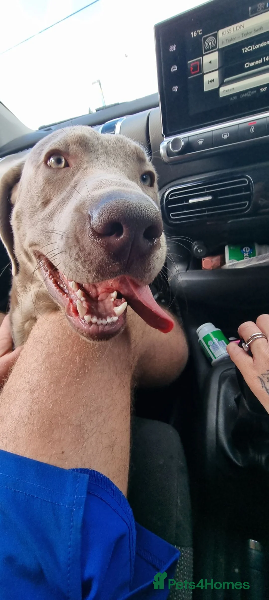 Labrador Retriever dogs for sale: 10 month old silver KC labrador  in Basildon - Advert 1