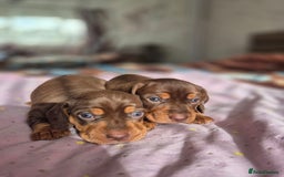 Dachshund dogs for sale: Miniature dachshund puppies PRA CLR - Image 24