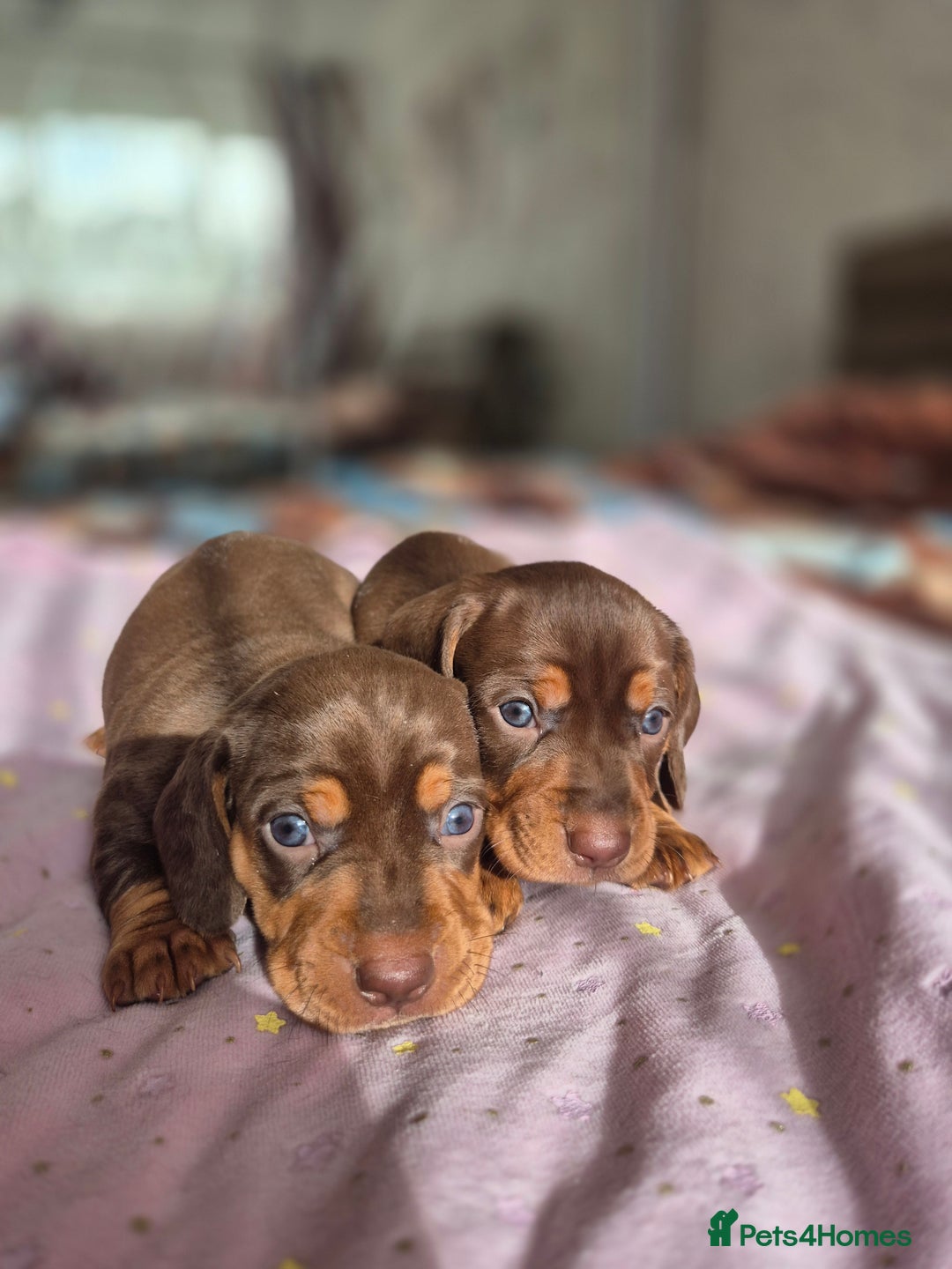 Dachshund dogs for sale: Miniature dachshund puppies PRA CLR - Image 24