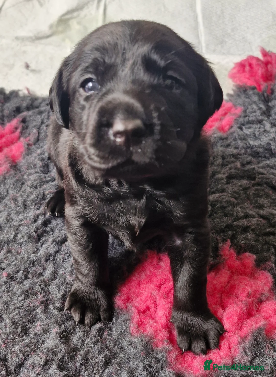 Labrador Retriever dogs for sale: KC Registered Labrador Puppies - Advert 2